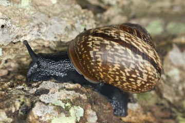 Snail on wood, macro photo