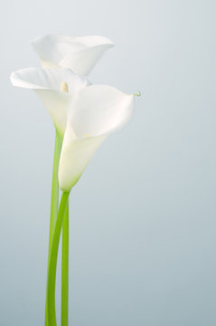 Fototapeta Calla lilies