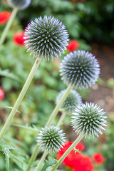 Thistles