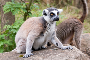 Obraz premium Lemur