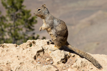 Rock Squirrel