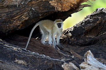 Fototapeta premium Vervet Monkey