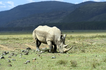 Naklejka premium Rhino