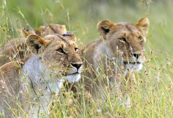 Lions Masai Mara