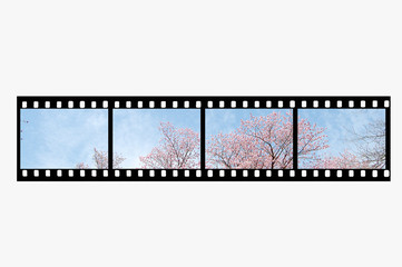桜とフィルム