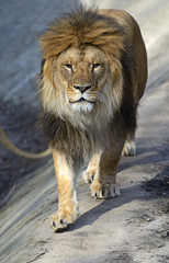 Obraz na płótnie Canvas Lion in a shroud