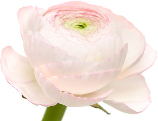 pale pink ranunculus isolated on white