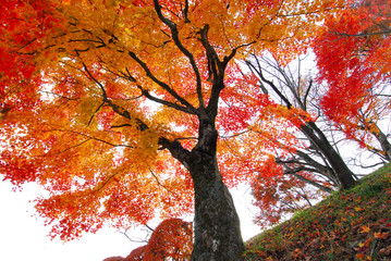 桜山公園の紅葉
