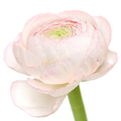 pale pink ranunculus isolated on white