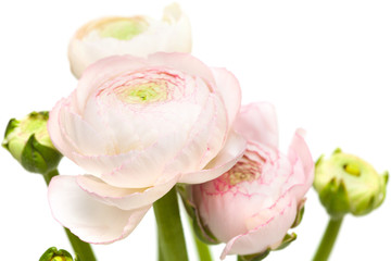 pale pink ranunculus, persian buttercup