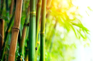 Fotobehang Bamboo Bos © Subbotina Anna