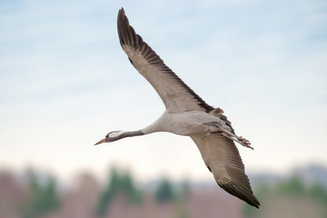 Crane bird closeup - Grus grus