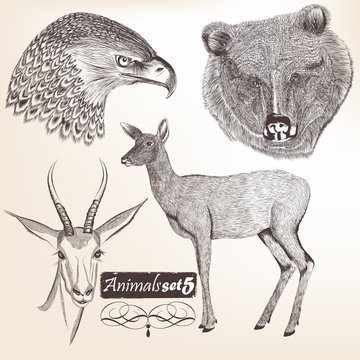 Collection of vector hand drawn animals