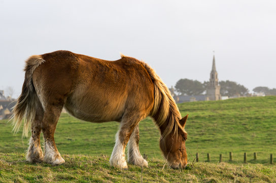 Cheval Breton