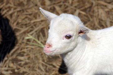 Obraz premium 仔山羊