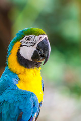 Parrot macaw.