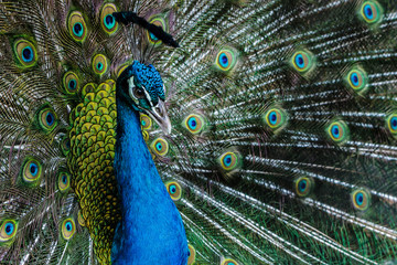 Obraz premium Bright color peacock.