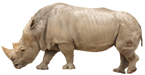 rhino isolated