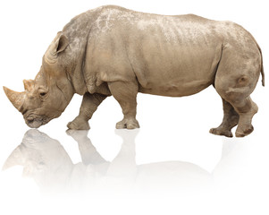 rhino isolated