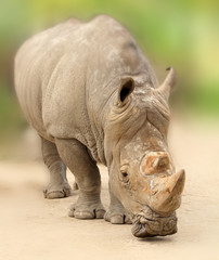 Naklejka premium rhino