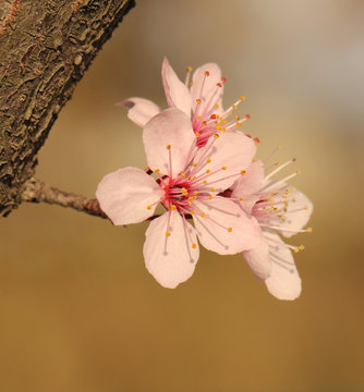 blooming spring tree flower