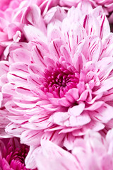 pink chrysanthemums