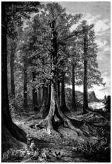 Giant Tree - Arbre Géant