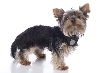 Junger Yorkshire Terrier auf weiß