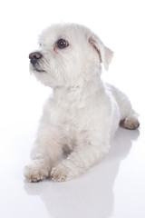 Kurzhaariger Malteser isoliert