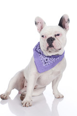 Französische Bulldogge seitlich mit lila Halstuch isoliert