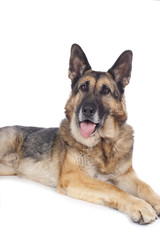 Alter deutscher Schäferhund - Portrait auf weiß
