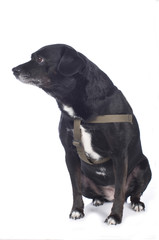 Älterer Hund sitzt auf weiß - isoliert