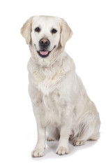 Golden Retriever isoliert