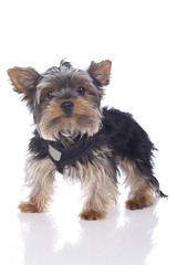 Junger Yorkshire Terrier