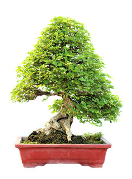 The azalea bonsai tree in a pot isolated on white background.
