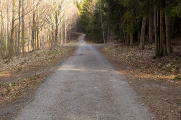 rural road into the forest