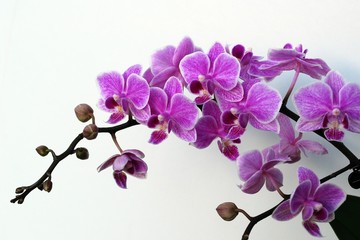 Orchids on the white background