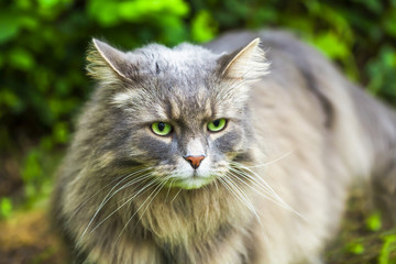 Fototapeta na wymiar Gray cat with long hair in the garden