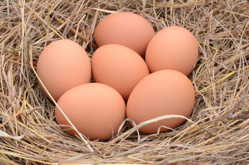 a pile of brown eggs in a nest