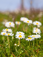 Daisies