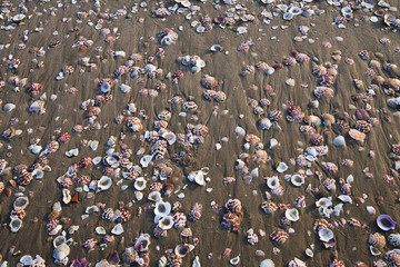 Fototapeta premium seashells on the sea sand