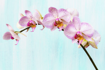 Pink orchid on a blue background