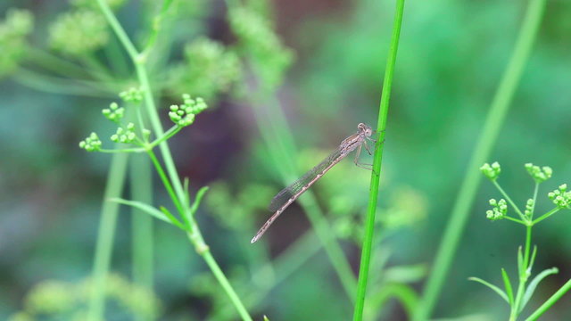 Dragonfly resting on grass stem before flying away. Close-up.
