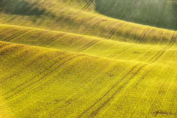 Detail view of green wheat fields.