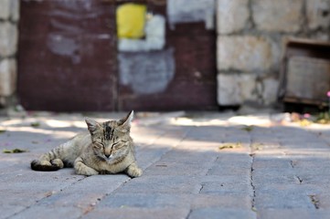 Tabby cat laying on the ground. Space on right side