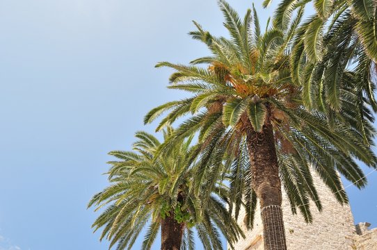 Three palm tree on right side of frame with blue sky