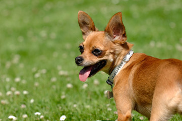 Naklejka na ściany i meble Chihuahua dog on green grass