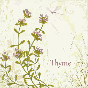 Thyme on floral background