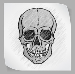 Human Skull vector