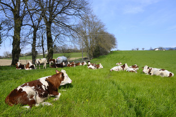 Fototapeta na wymiar Krowa w zielonym polu, Sabaudia, Francja